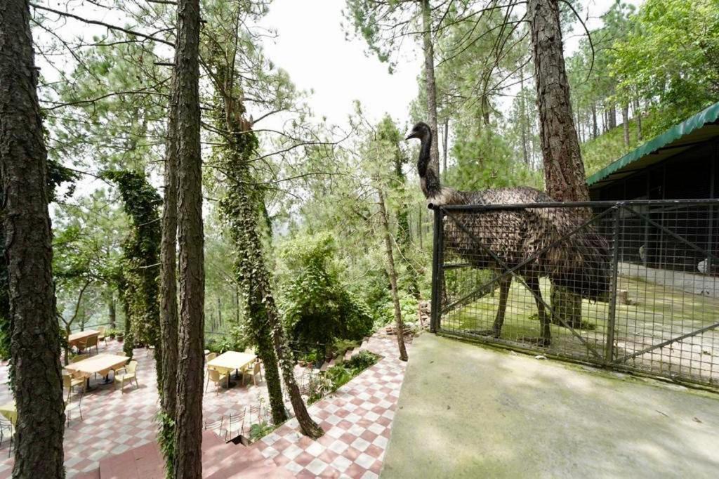 Nature View Resort !! A Four Star Lavish & Luxury Resort 차일 외부 사진